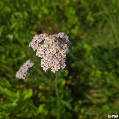 園林綠化