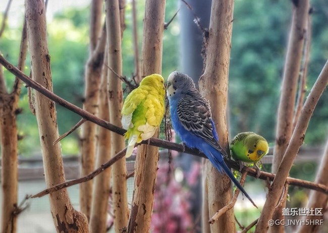 【可愛的它】可愛的鸚鵡