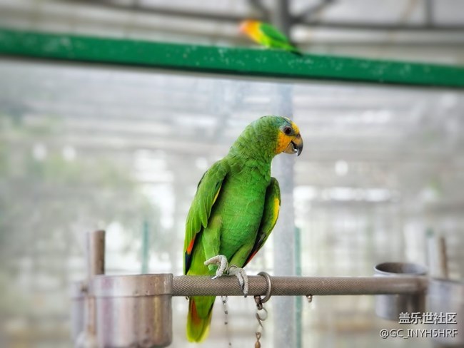 【可愛的它】可愛的鸚鵡