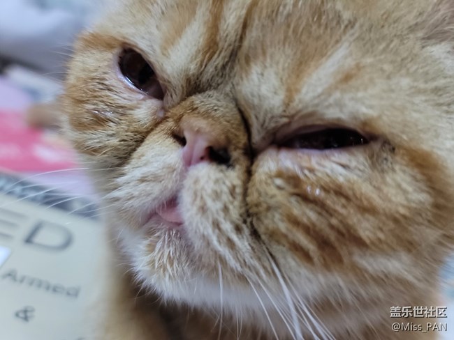 【可愛的它】加菲貓