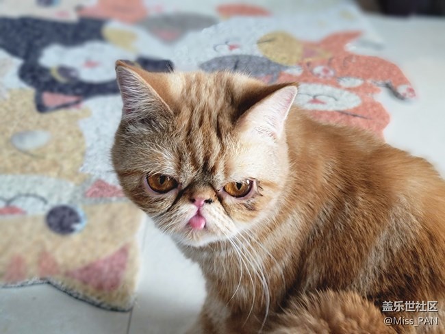 【可愛的它】加菲貓