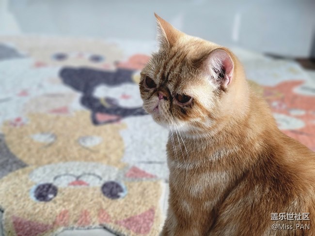 【可愛的它】加菲貓