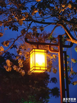 夜