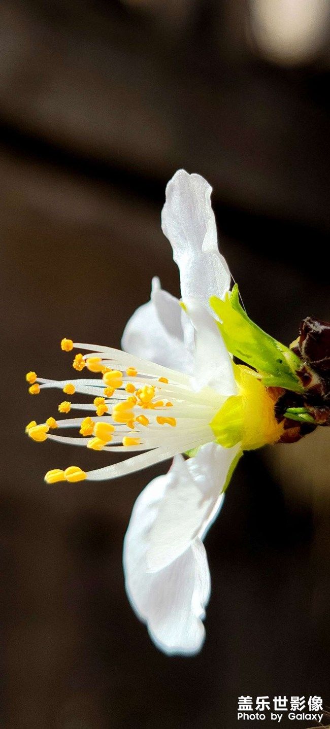 《每周星鮮事》 第100期:Z尊享匯請(qǐng)你喝咖啡啦！