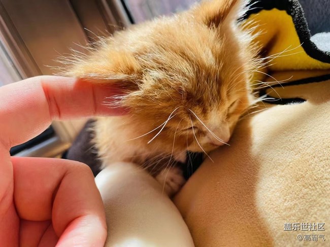 【可愛的它】+小貓咪