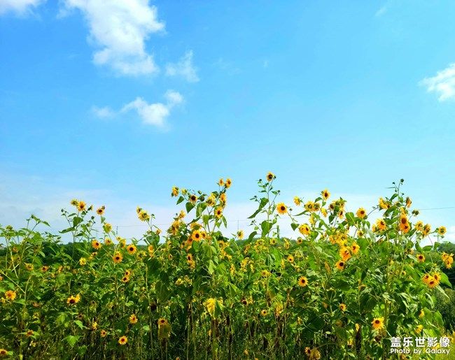 《每周星鮮事》 第100期:Z尊享匯請(qǐng)你喝咖啡啦！
