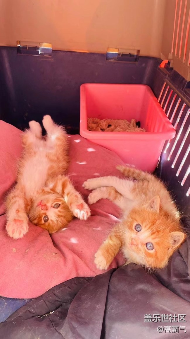 【可愛的它】+小貓咪