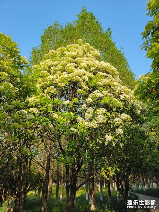 《每周星鮮事》 第100期:Z尊享匯請(qǐng)你喝咖啡啦！