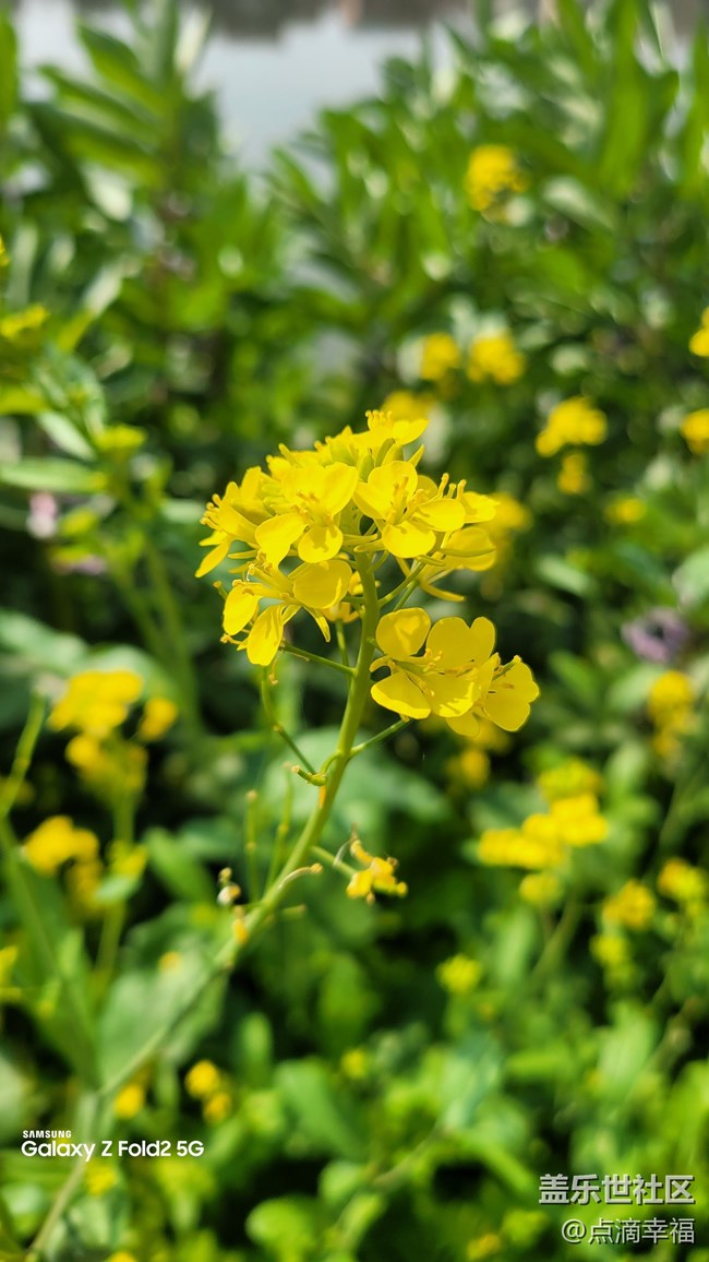 【春分時(shí)節(jié)】+美麗的花朵