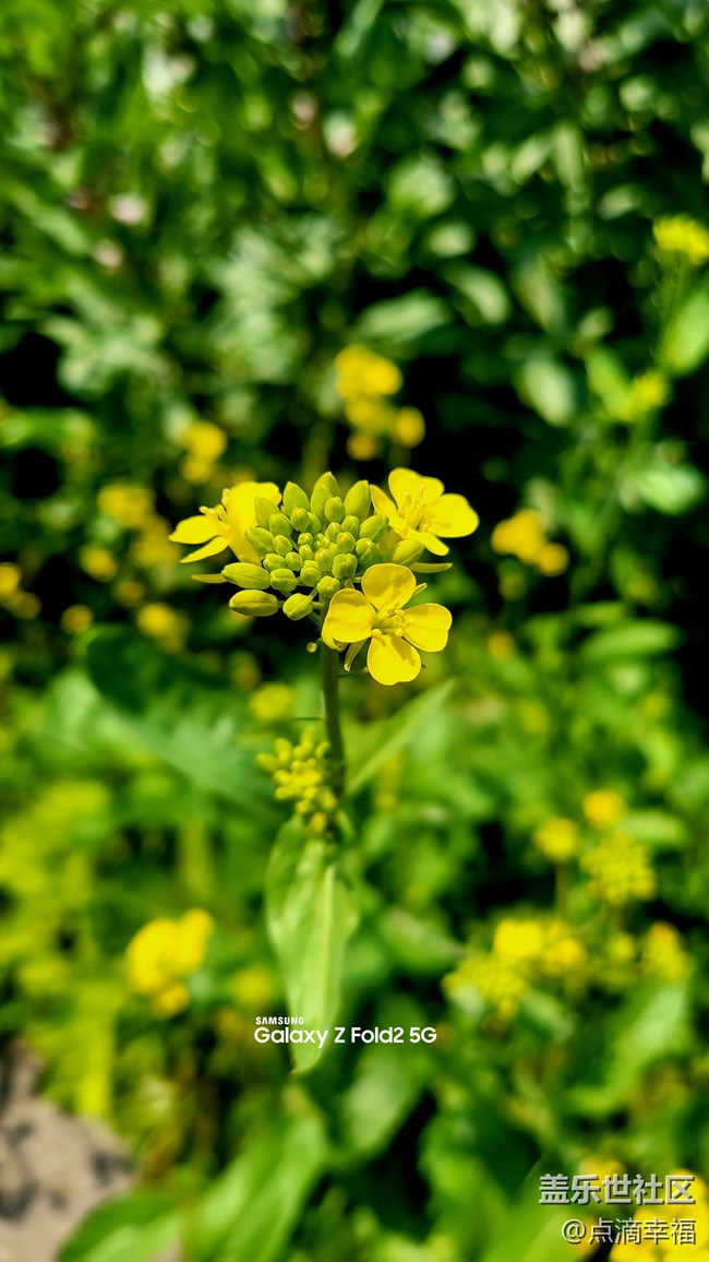 【春分時(shí)節(jié)】+美麗的花朵