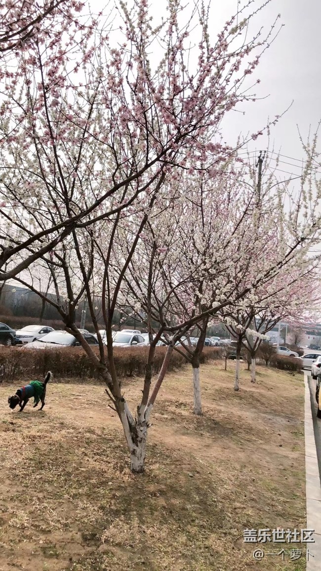 【春分時節(jié)】+ 錯過了桃花時節(jié)