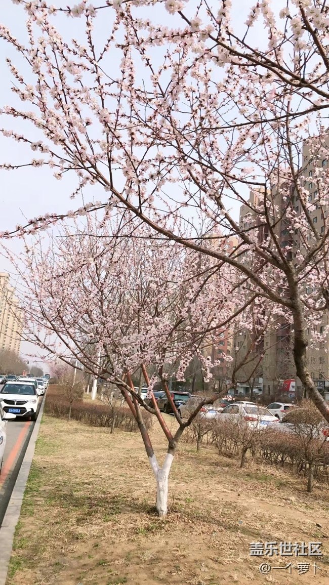 【春分時節(jié)】+ 錯過了桃花時節(jié)