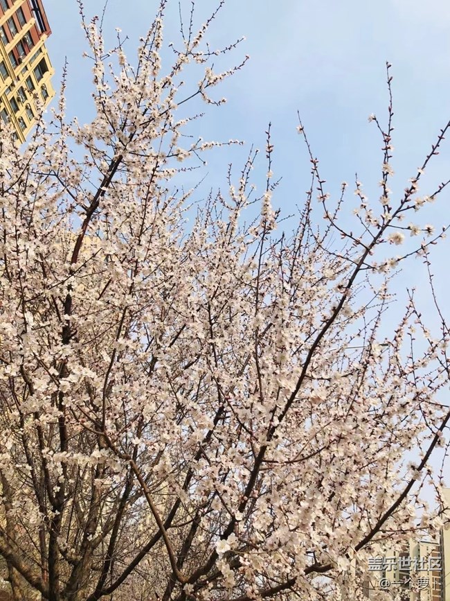 【春分時節(jié)】+ 錯過了桃花時節(jié)