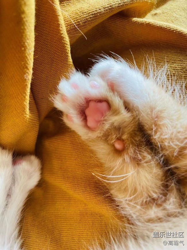 【可愛的它】+小貓咪