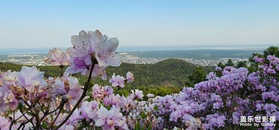 杜鵑花