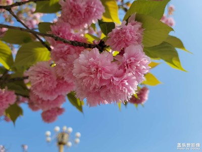 【春日幸事】+櫻花