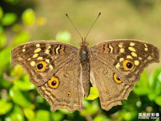 《每周星鮮事》 第100期:Z尊享匯請(qǐng)你喝咖啡啦！