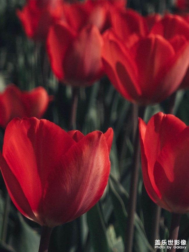 《每周星鮮事》 第100期:Z尊享匯請(qǐng)你喝咖啡啦！