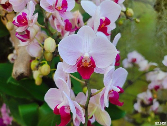 《每周星鮮事》 第100期:Z尊享匯請(qǐng)你喝咖啡啦！