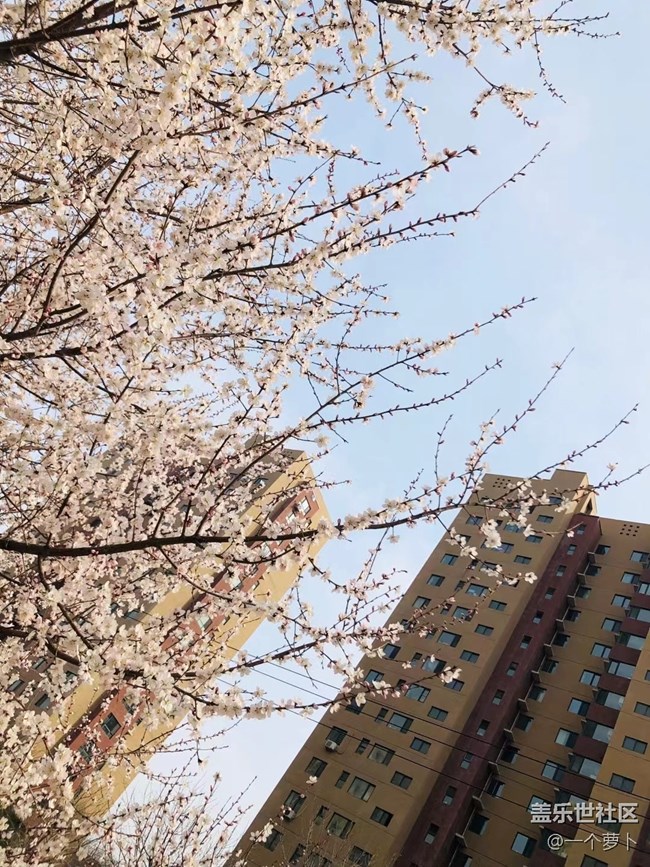 【春分時節(jié)】+ 錯過了桃花時節(jié)