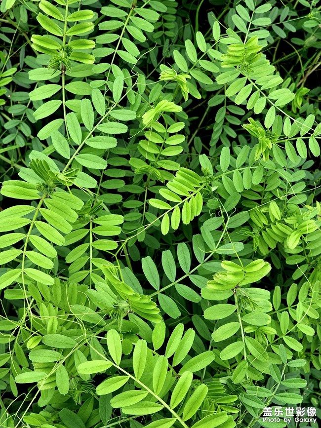 《每周星鮮事》 第100期:Z尊享匯請(qǐng)你喝咖啡啦！