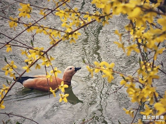 《每周星鮮事》 第100期:Z尊享匯請(qǐng)你喝咖啡啦！