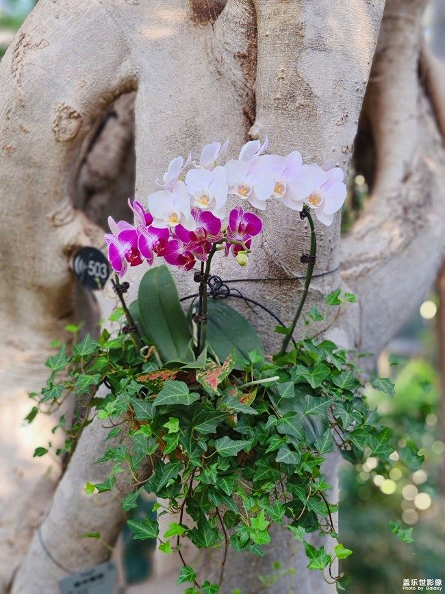 《每周星鮮事》 第100期:Z尊享匯請(qǐng)你喝咖啡啦！