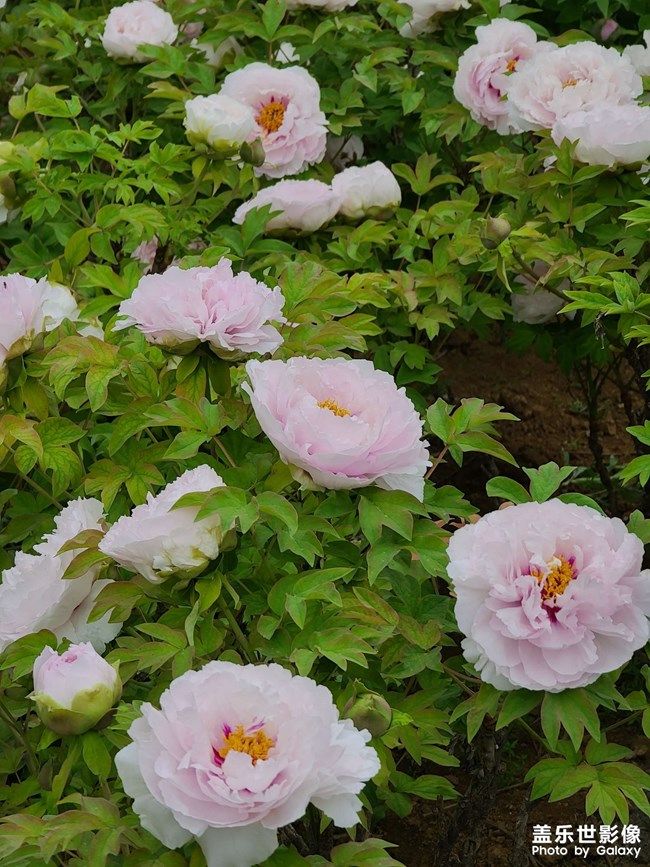 《每周星鮮事》 第100期:Z尊享匯請(qǐng)你喝咖啡啦！