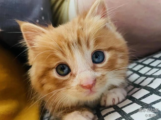 【可愛的它】+小貓咪