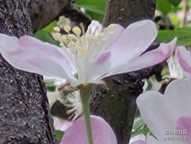 三星S21FE變焦拍攝海棠花圖賞