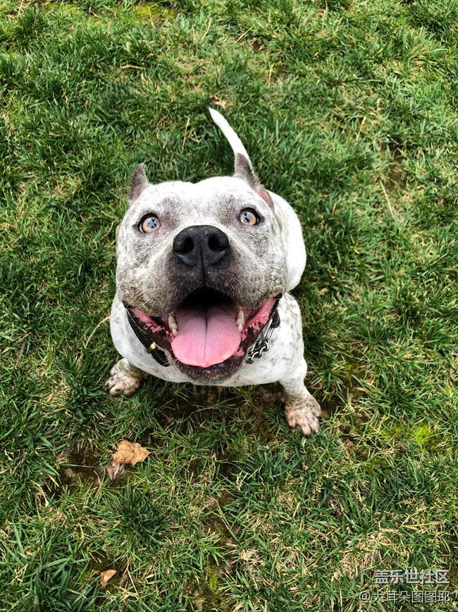 【可愛(ài)的它】+九筒