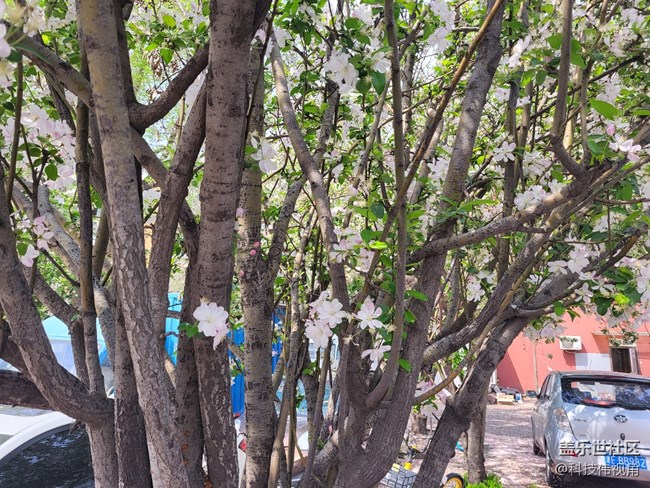 三星S21FE變焦拍攝海棠花圖賞