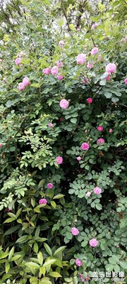 繁花似錦