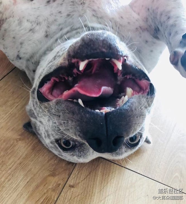 【可愛(ài)的它】+九筒