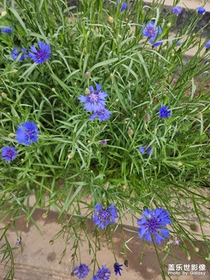 無名花欣賞