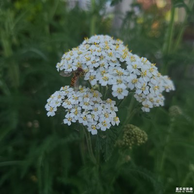 綠地