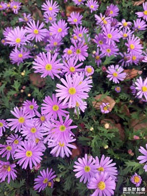 荷蘭菊