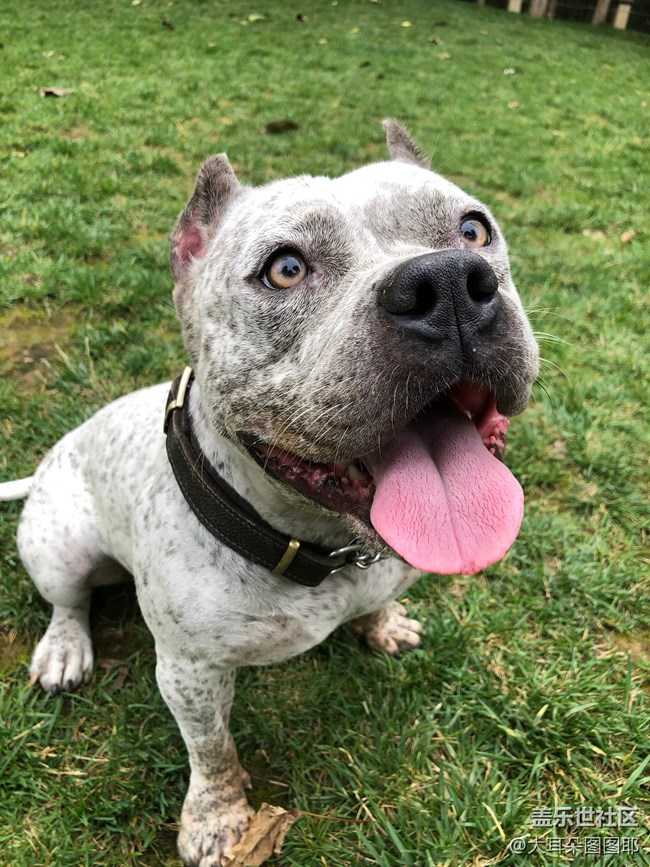 【可愛(ài)的它】+九筒