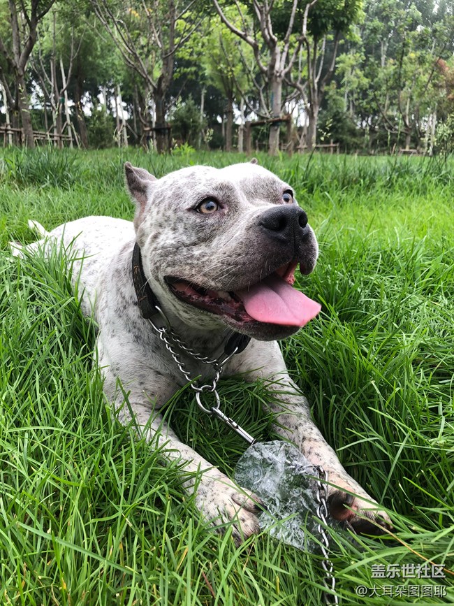 【可愛(ài)的它】+九筒