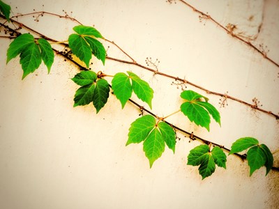 【春日幸事】+核酸時光