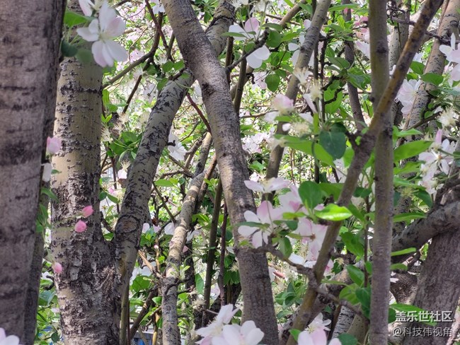 三星S21FE變焦拍攝海棠花圖賞