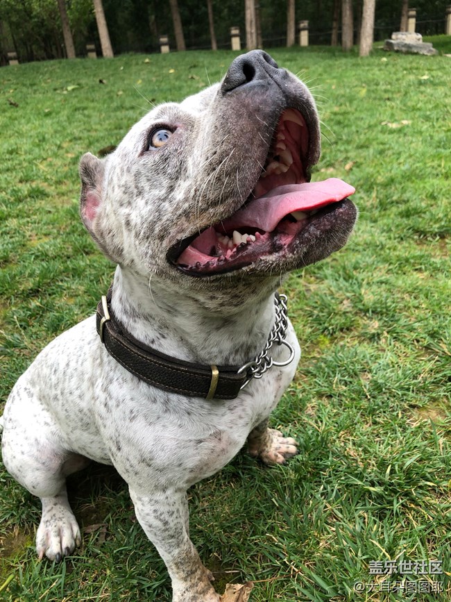 【可愛(ài)的它】+九筒