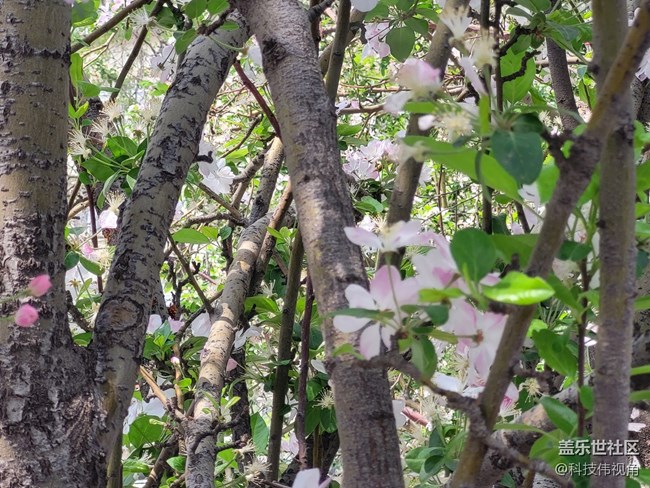 三星S21FE變焦拍攝海棠花圖賞