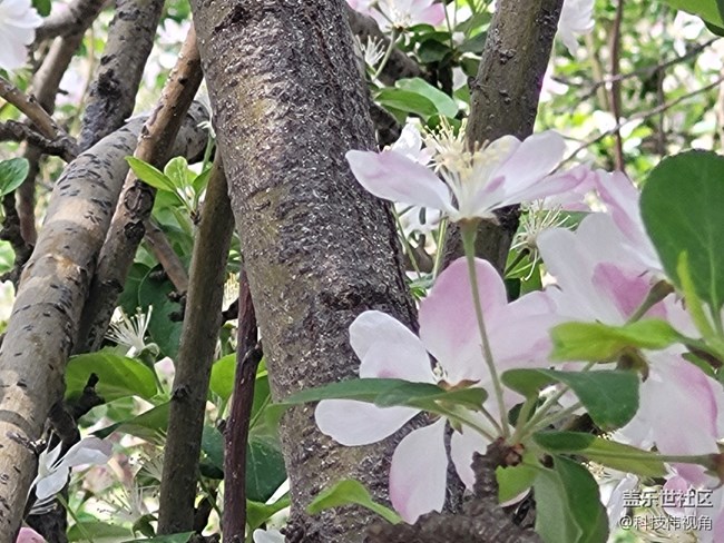 三星S21FE變焦拍攝海棠花圖賞