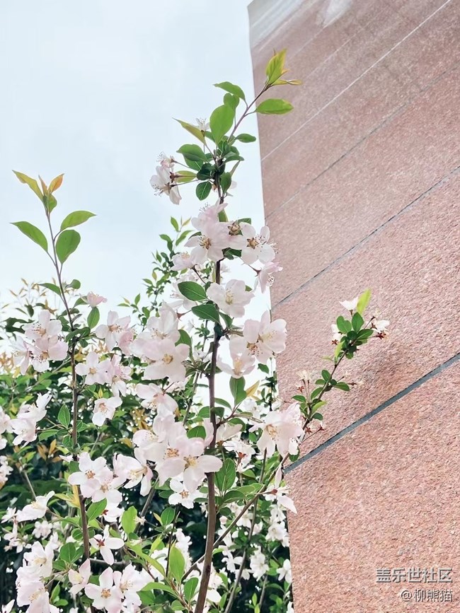 【春分時(shí)節(jié)】春天花兒開