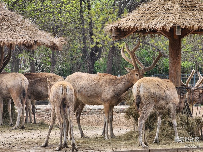 休息一天 帶孩子動物園轉一圈。
