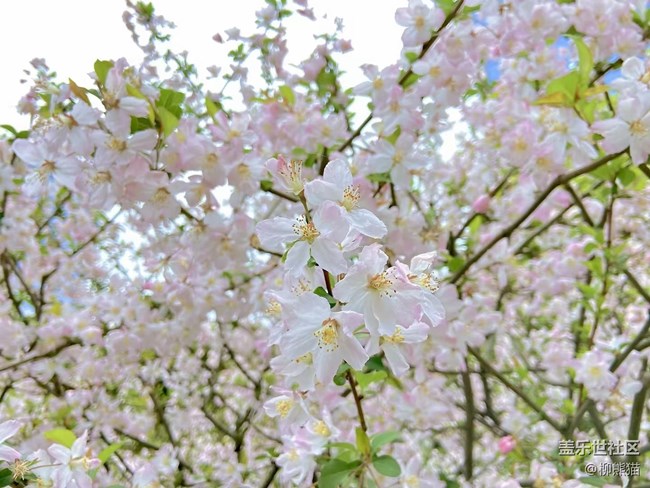 【春分時(shí)節(jié)】春天花兒開