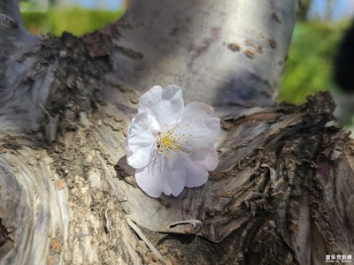花開有期