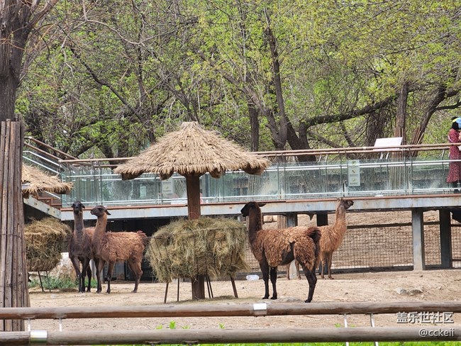 休息一天 帶孩子動物園轉一圈。