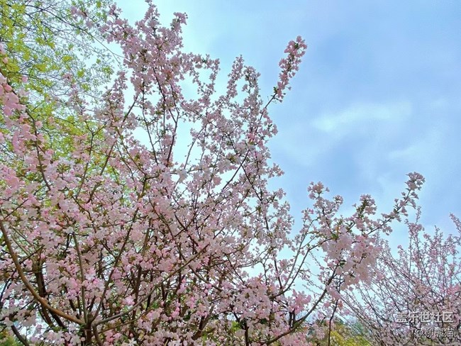 【春分時(shí)節(jié)】春天花兒開